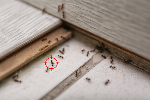 Best Residential Pest Control  in Edmore, MI