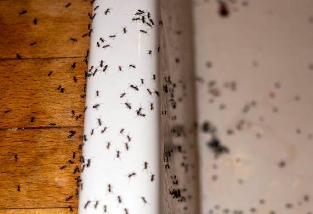 Best Cockroach Control Services  in Edmore, MI
