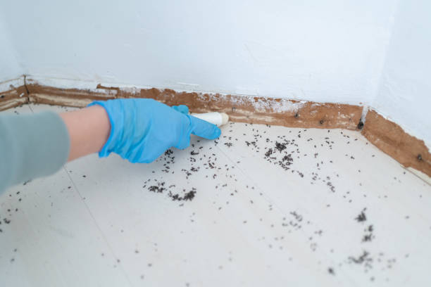 Best Flea Control Services  in Edmore, MI